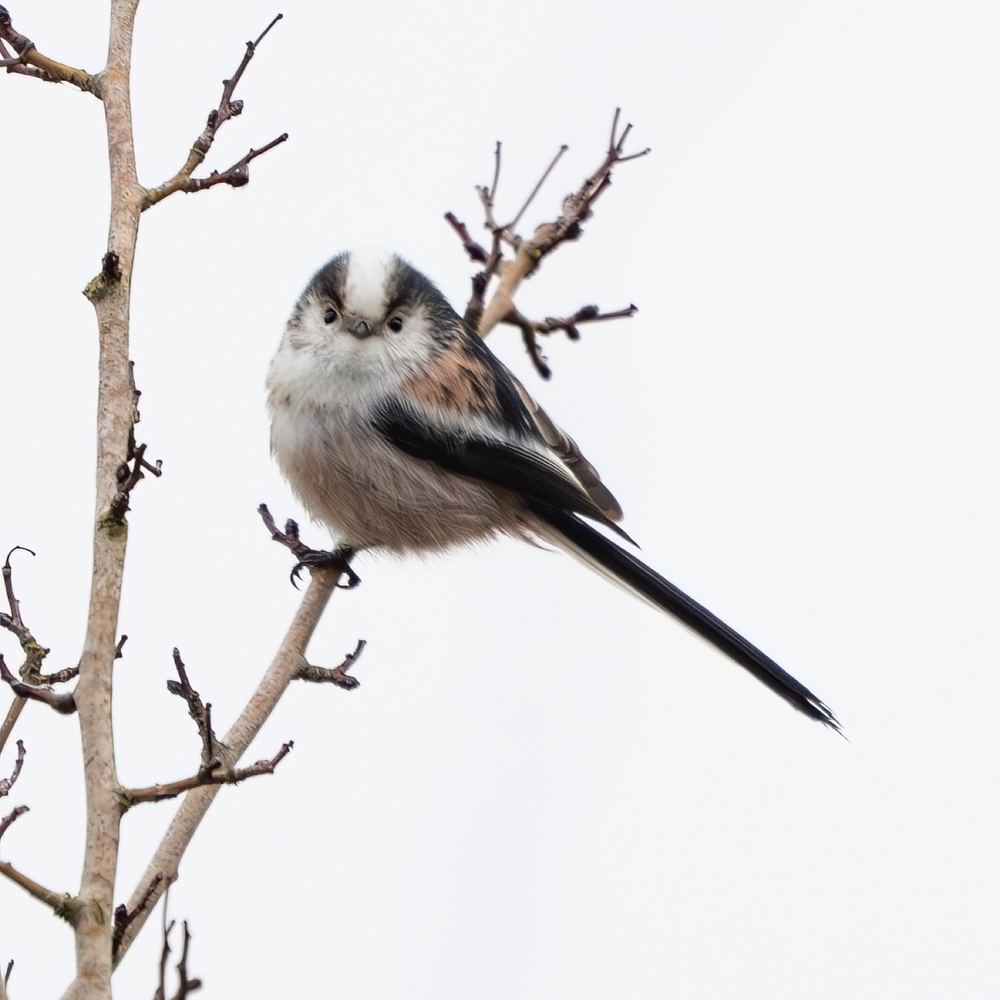 Long-tailed Tit photographed by Dragos Varnav