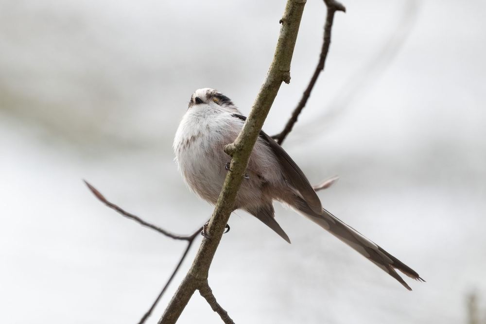 Long-tailed Tit, photographed in the Netherlands