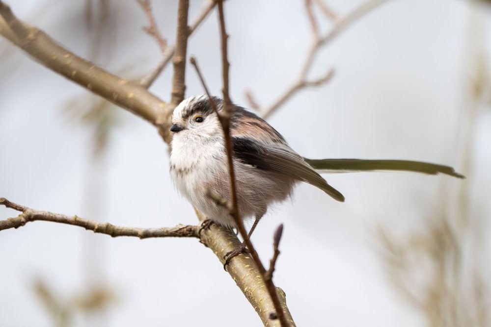 Long-tailed Tit photographed by Dragos Varnav