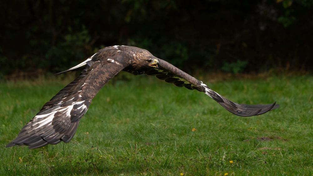 Golden Eagle photographed by Dragos Varnav