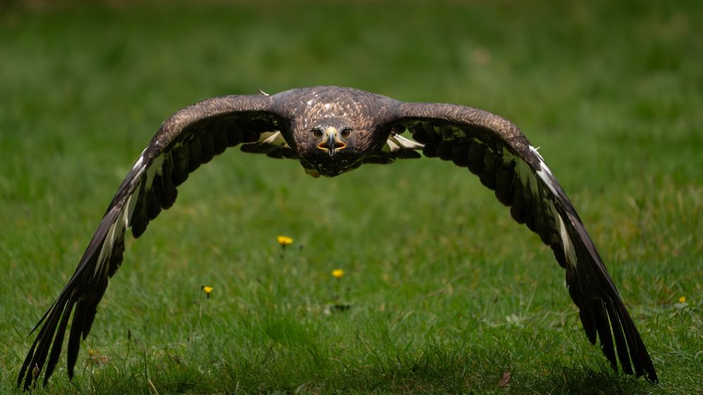 Golden Eagle
