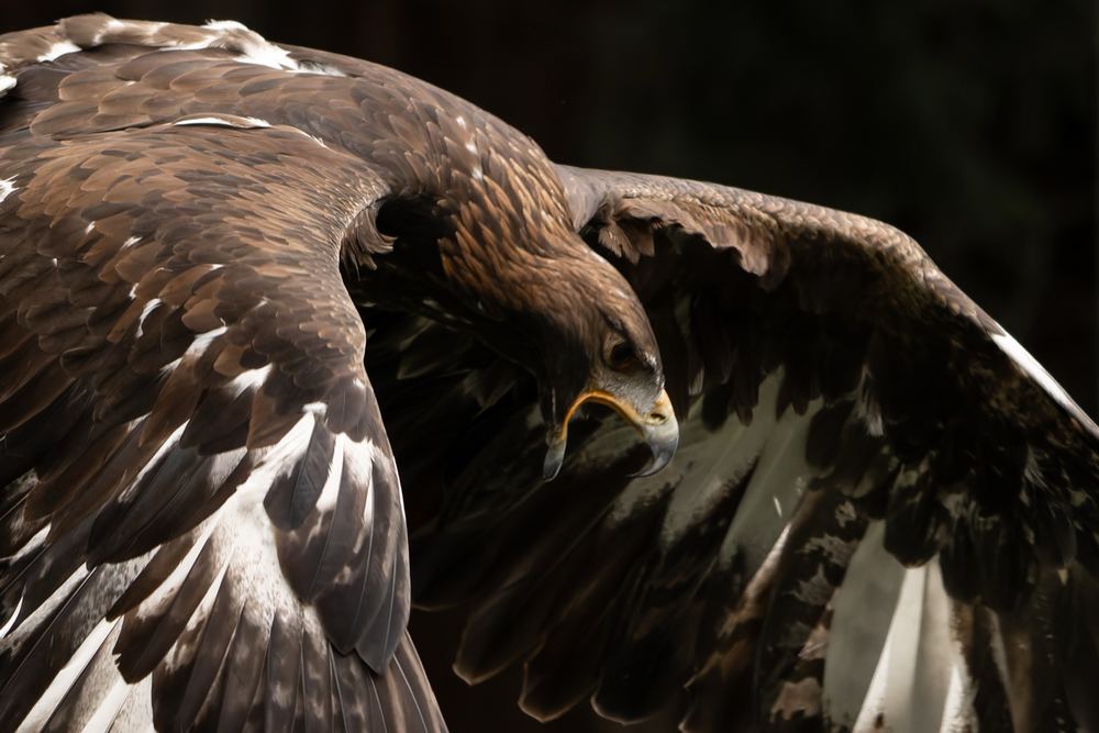Golden Eagle photographed by Dragos Varnav