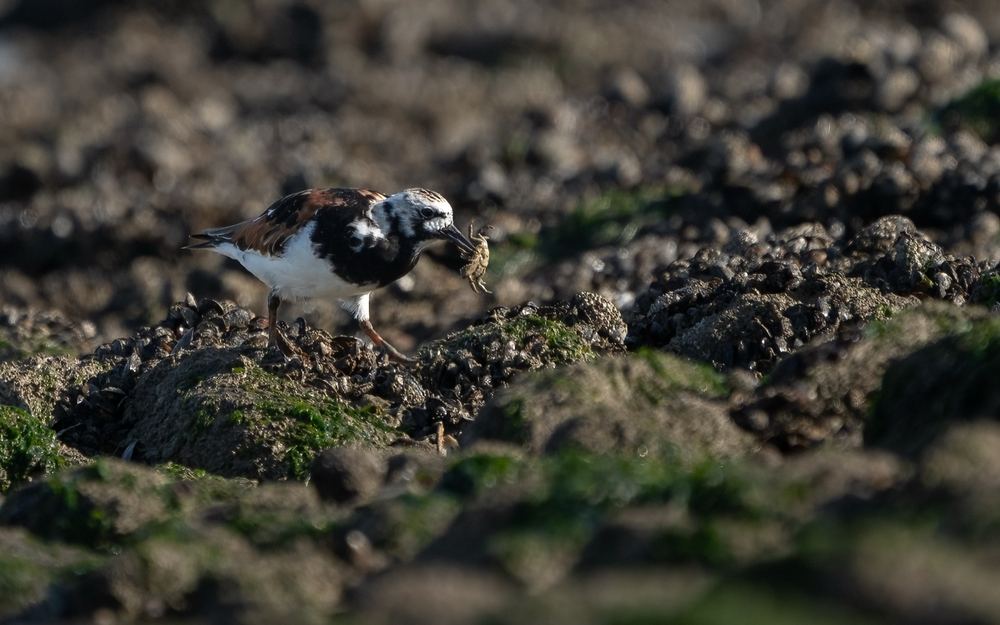 Ruddy Turnstone photographed by Dragos Varnav