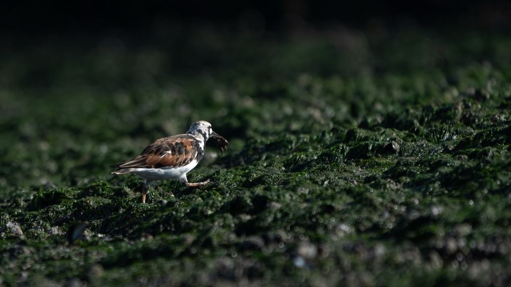 Ruddy Turnstone photographed by Dragos Varnav