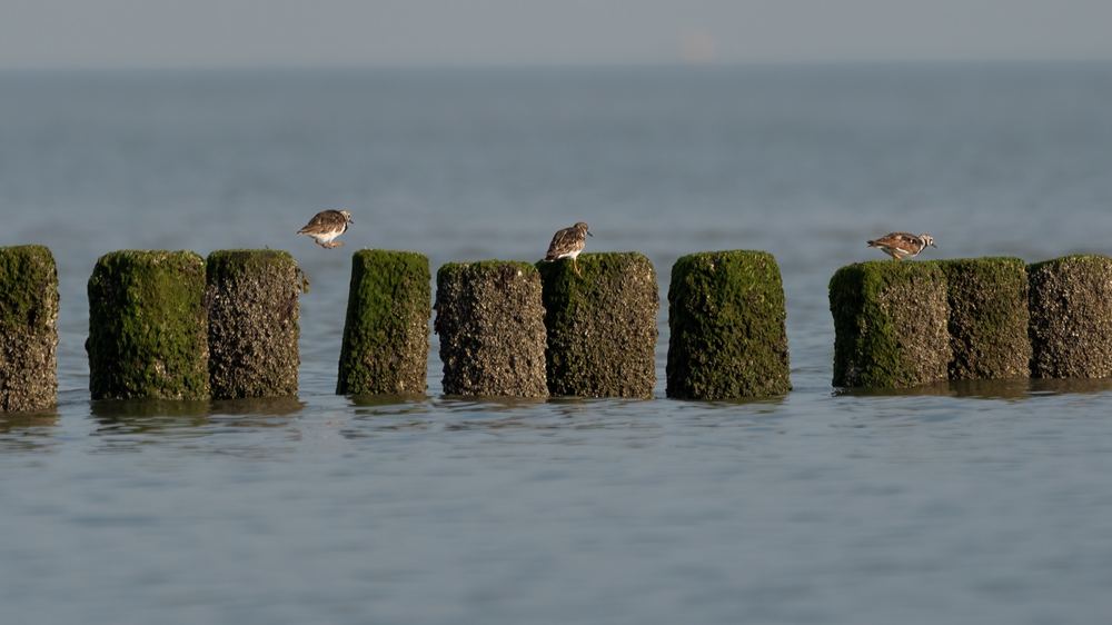Ruddy Turnstone photographed by Dragos Varnav