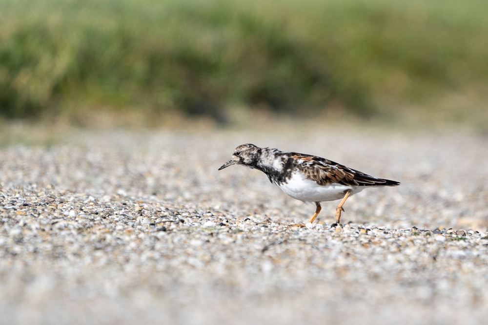 Ruddy Turnstone photographed by Dragos Varnav