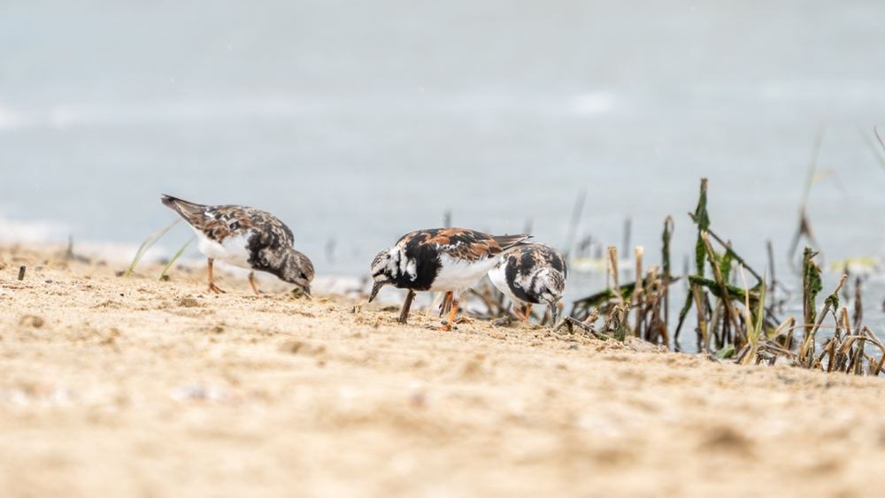Ruddy Turnstone photographed by Dragos Varnav