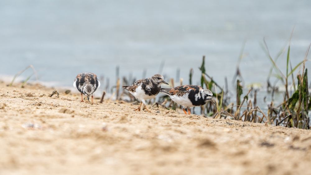 Ruddy Turnstone, photographed in the Netherlands