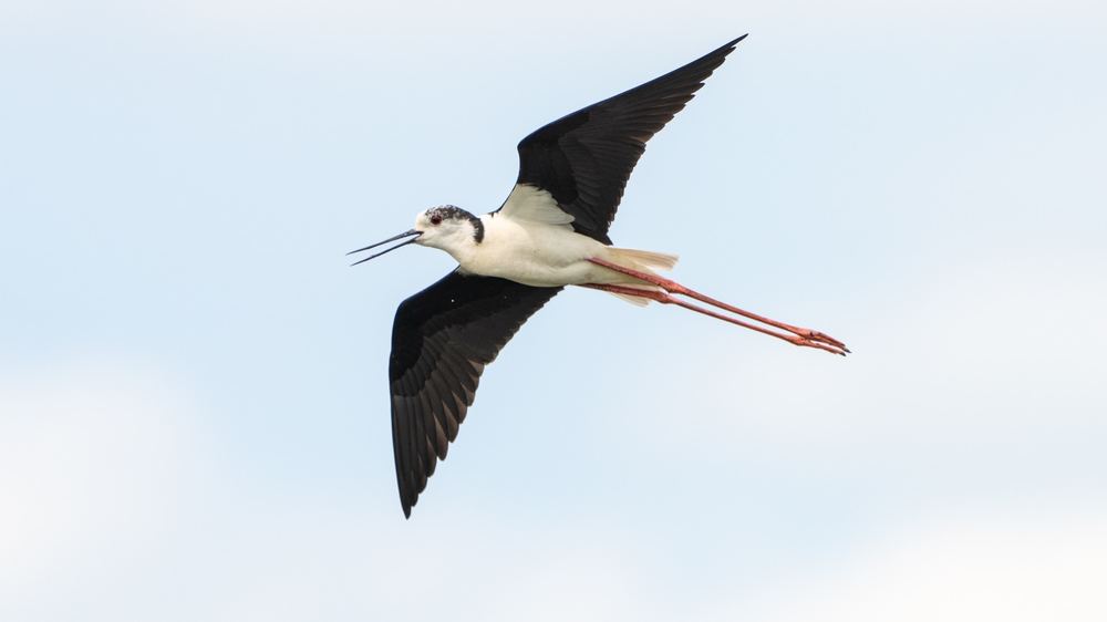 Black-winged Stilt photographed by Dragos Varnav