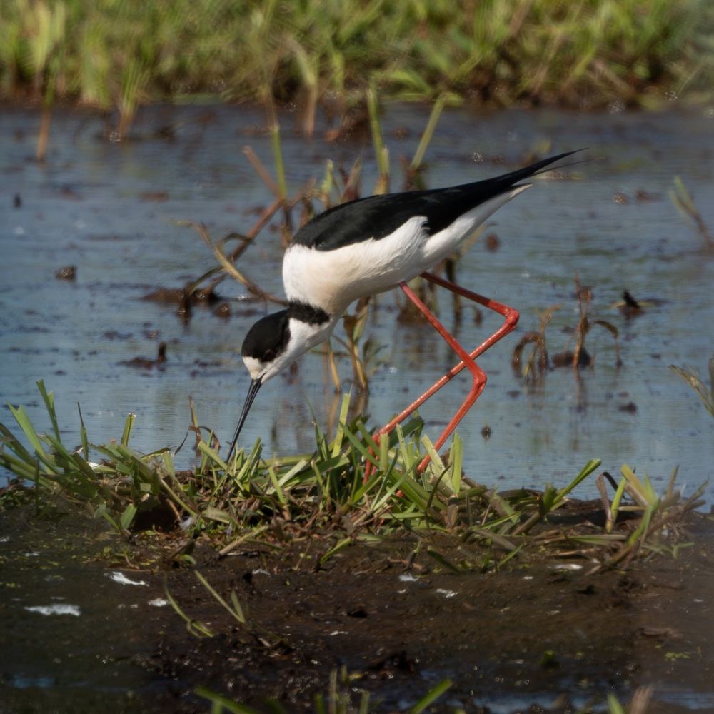 Black-winged Stilt photographed by Dragos Varnav