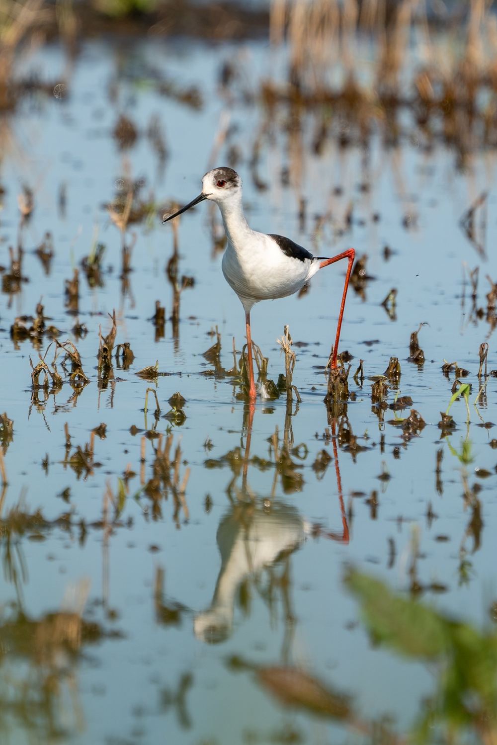 Black-winged Stilt photographed by Dragos Varnav