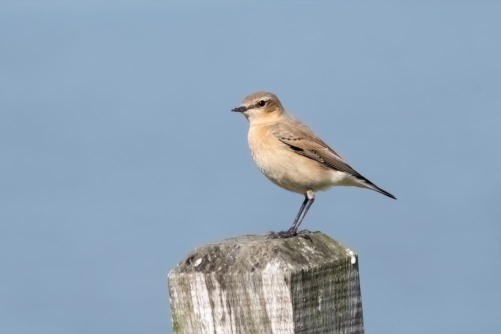 Northern Wheatear, photographed in the Netherlands
