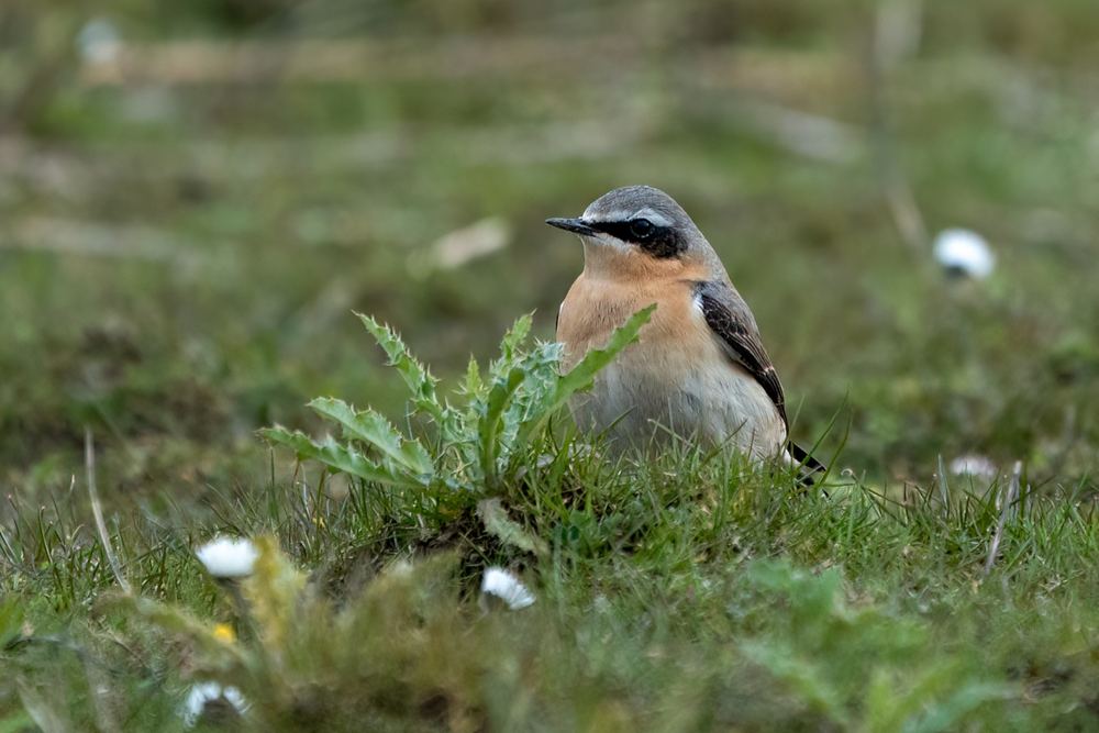Northern Wheatear photographed by Dragos Varnav