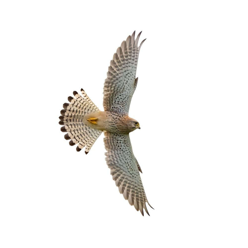 Common Kestrel photographed by Dragos Varnav