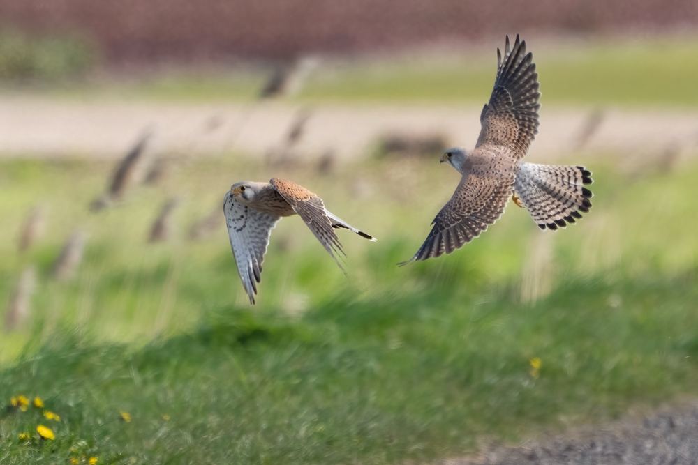 Common Kestrel photographed by Dragos Varnav