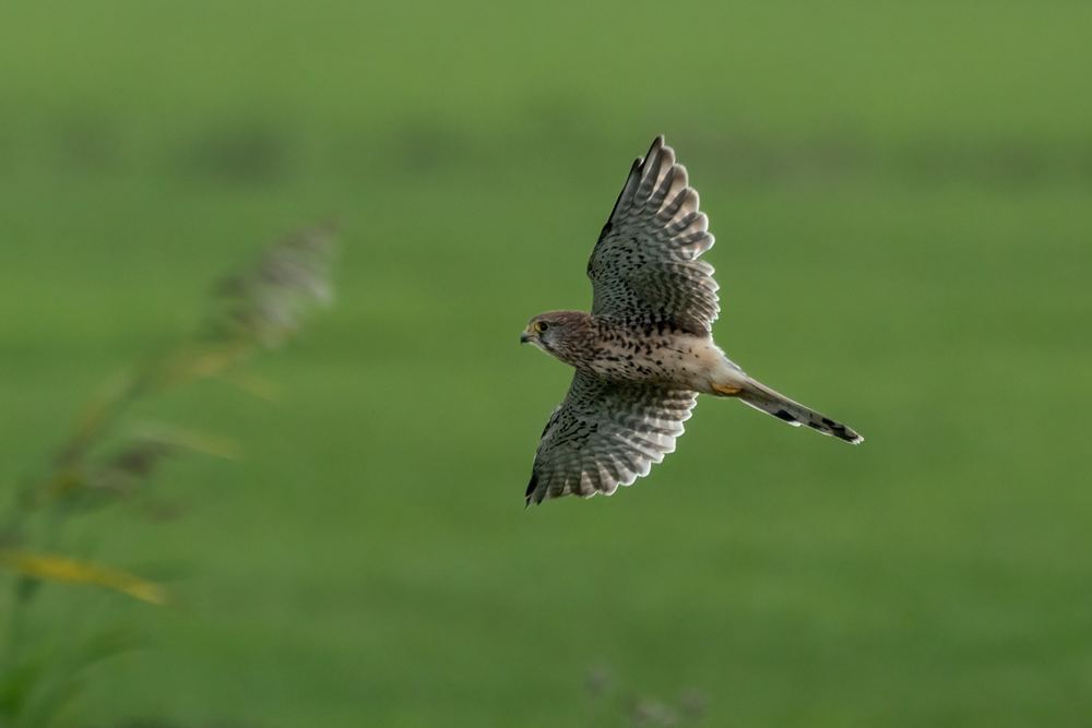 Common Kestrel photographed by Dragos Varnav