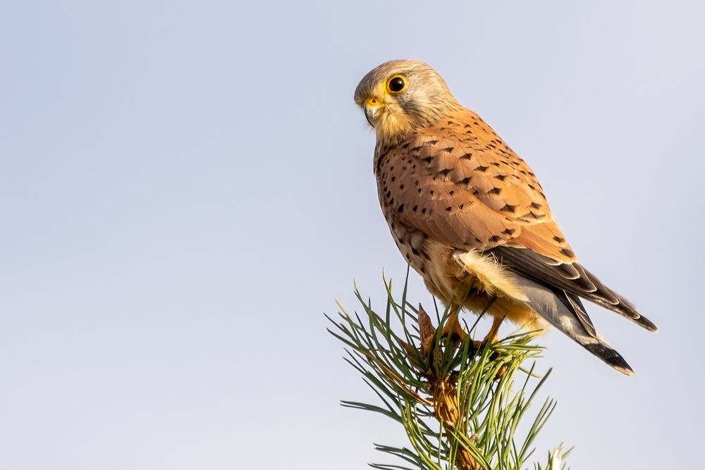 Common Kestrel photographed by Dragos Varnav