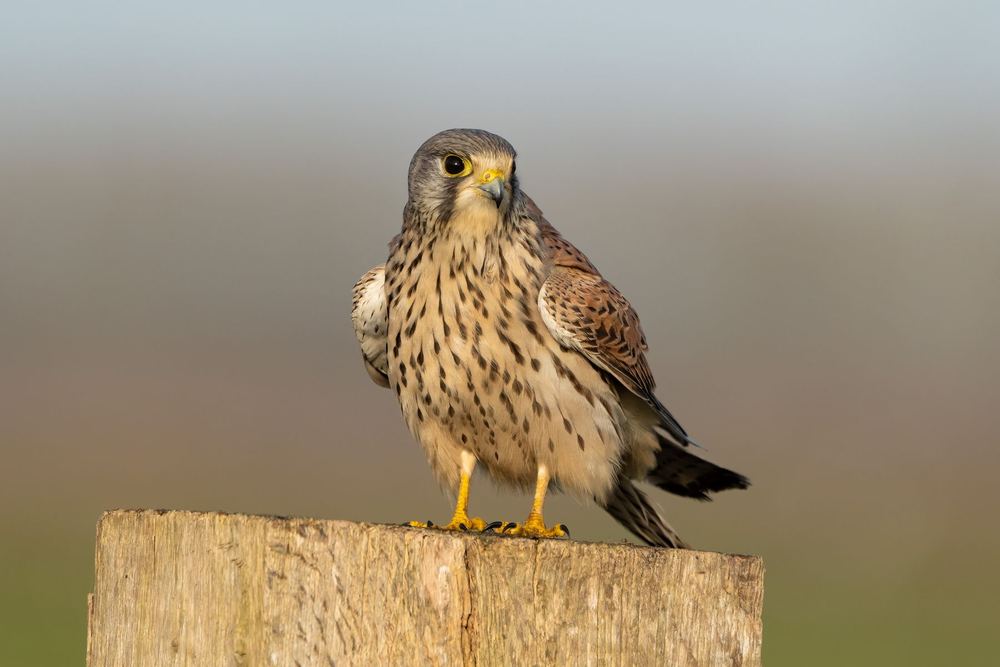 Common Kestrel, photographed in the Netherlands
