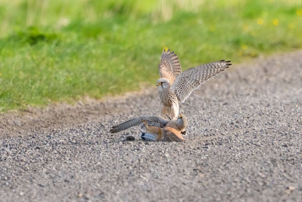 Common Kestrel photographed by Dragos Varnav