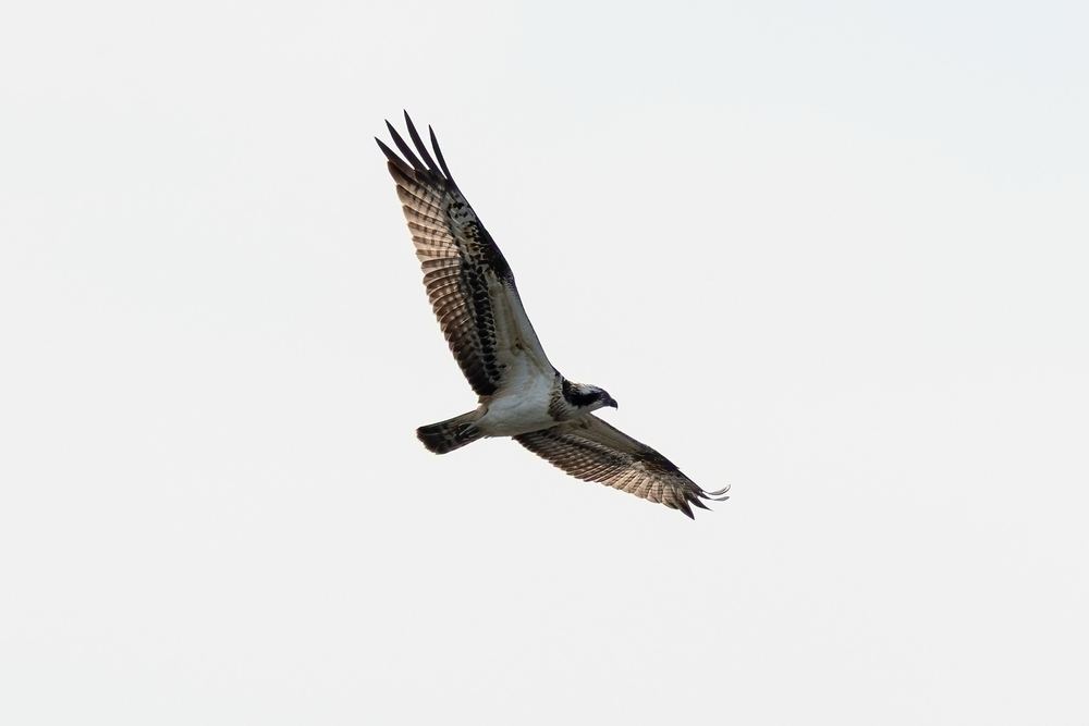 Osprey photographed by Dragos Varnav