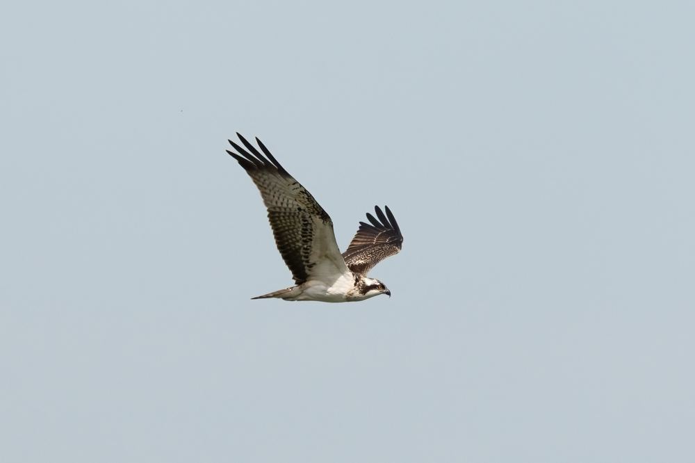 Osprey photographed by Dragos Varnav