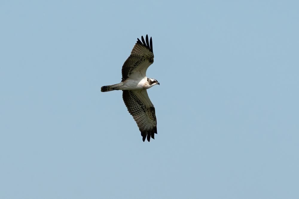 Osprey photographed by Dragos Varnav