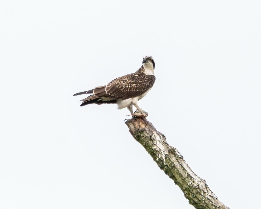 Osprey, photographed in the Netherlands