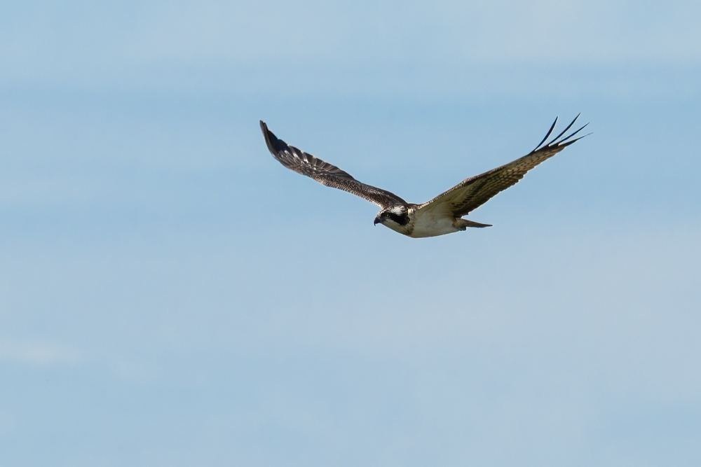 Osprey photographed by Dragos Varnav