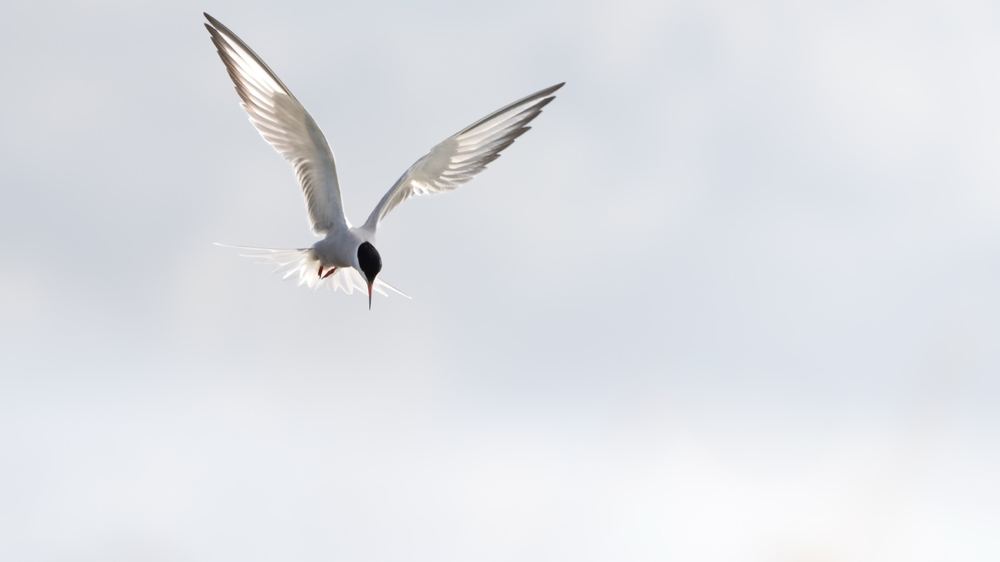 Common Tern photographed by Dragos Varnav