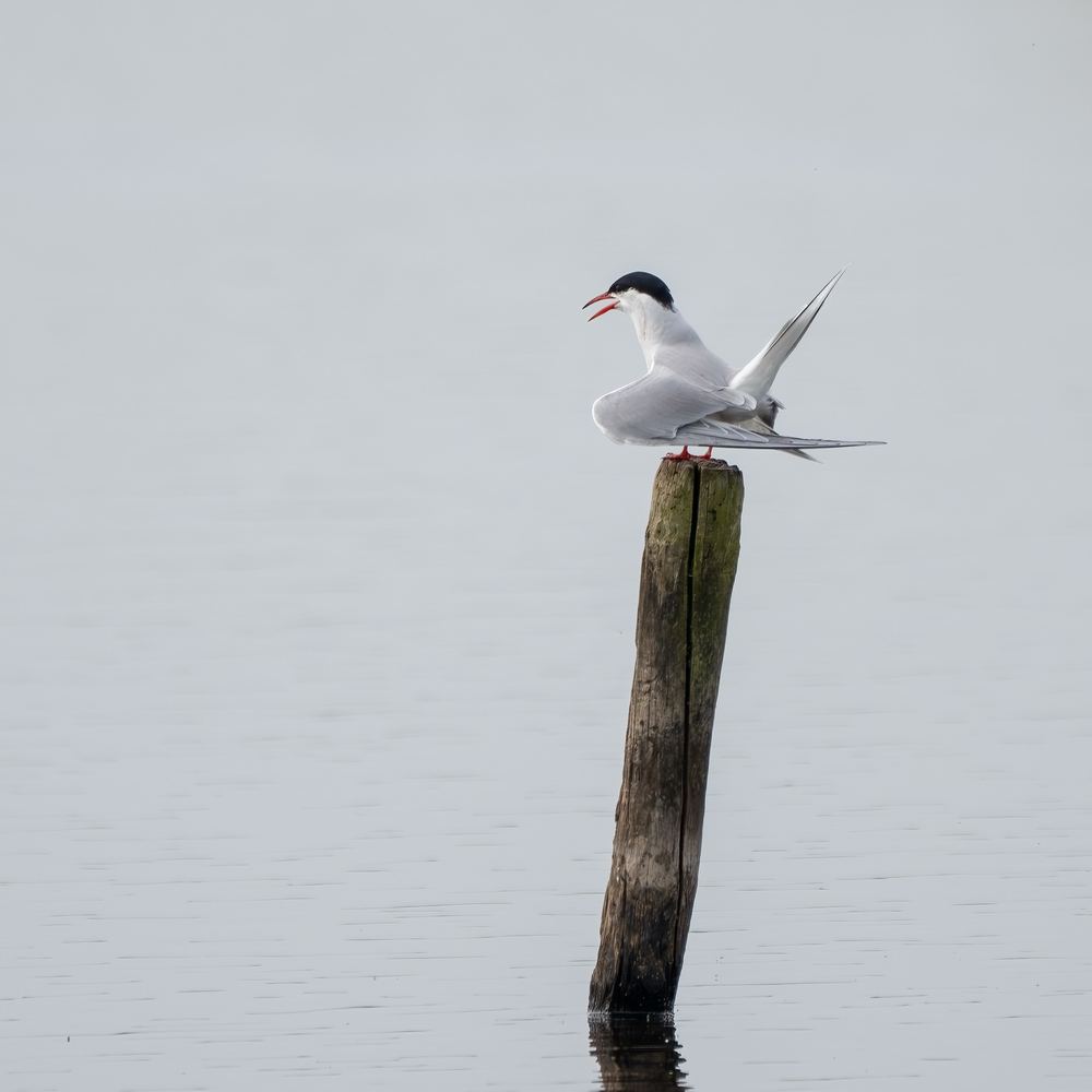 Common Tern photographed by Dragos Varnav