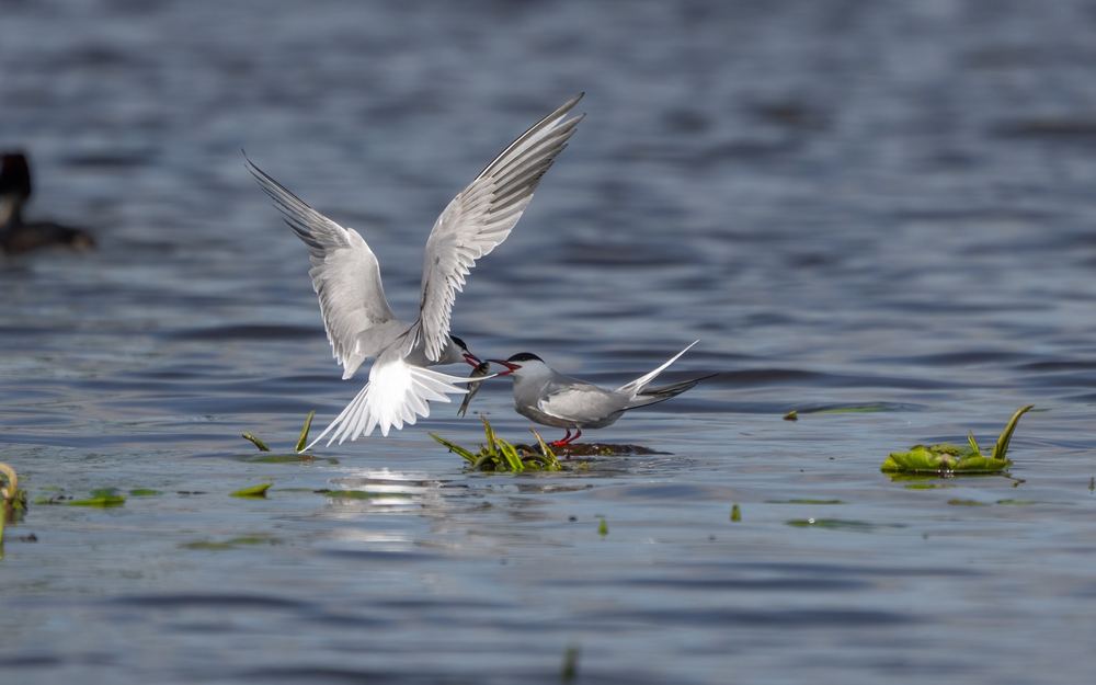 Common Tern photographed by Dragos Varnav