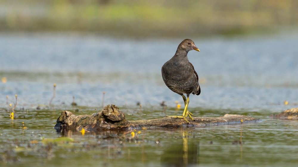 Common Moorhen photographed by Dragos Varnav