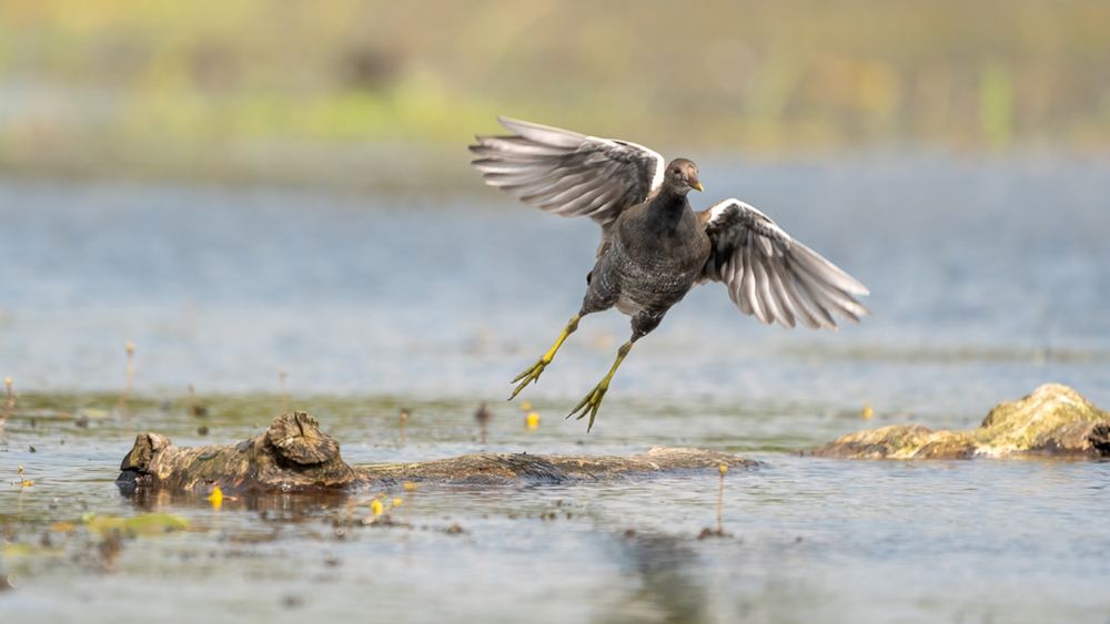 Common Moorhen, photographed in the Netherlands