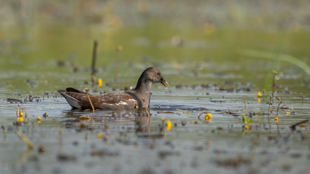 Common Moorhen photographed by Dragos Varnav
