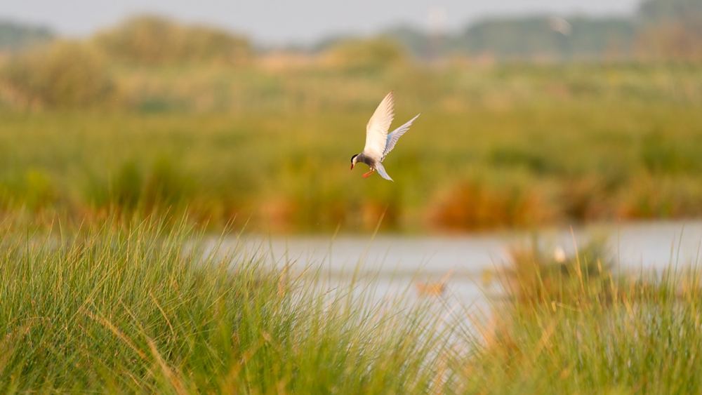 Whiskered Tern photographed by Dragos Varnav
