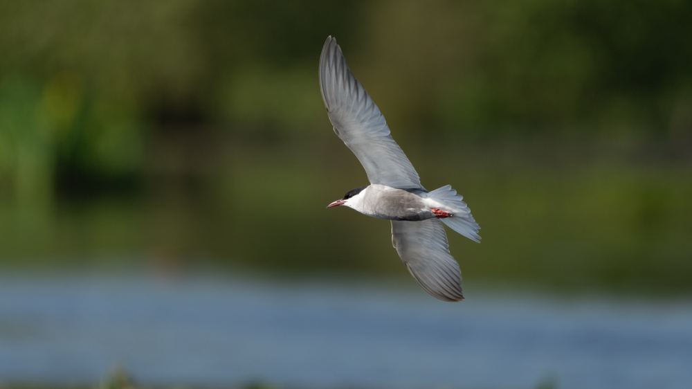 Whiskered Tern photographed by Dragos Varnav