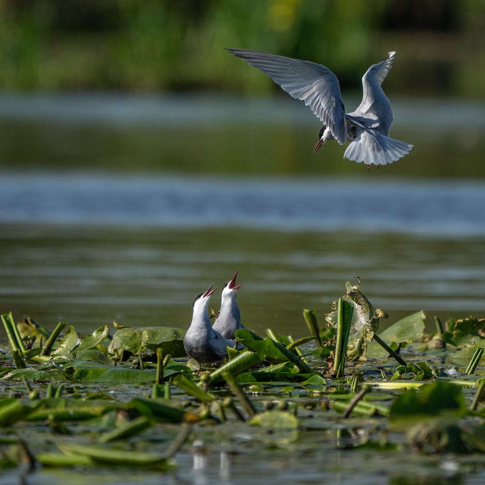 Whiskered Tern photographed by Dragos Varnav