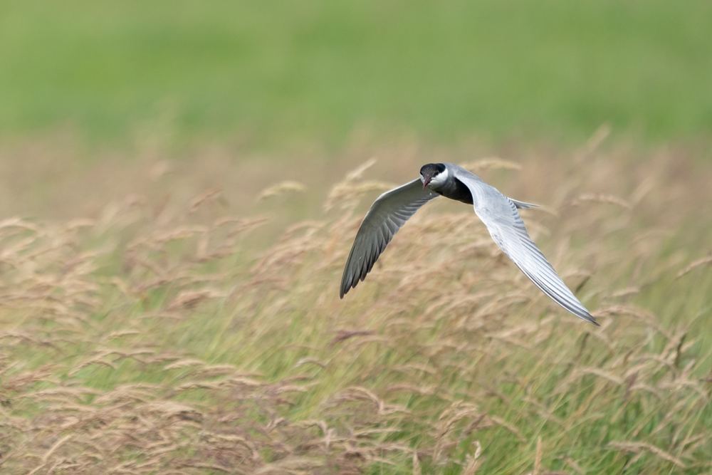Whiskered Tern photographed by Dragos Varnav