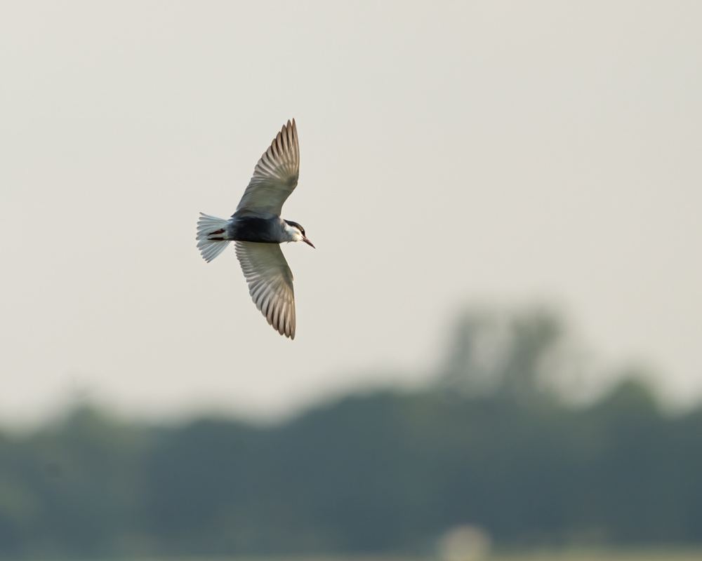 Whiskered Tern photographed by Dragos Varnav