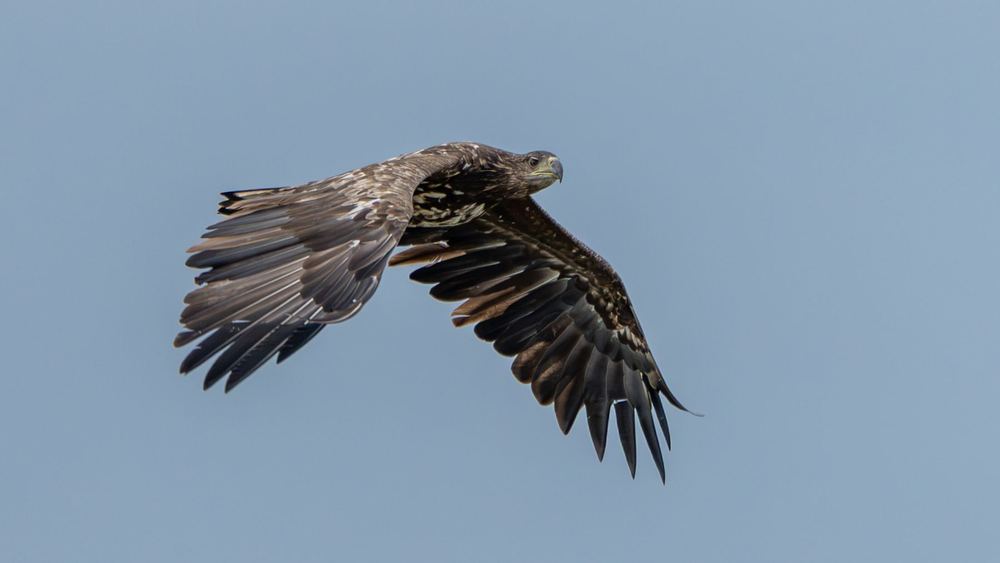 White-tailed eagle photographed by Dragos Varnav