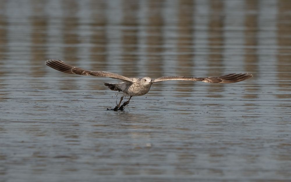 European Herring Gull photographed by Dragos Varnav