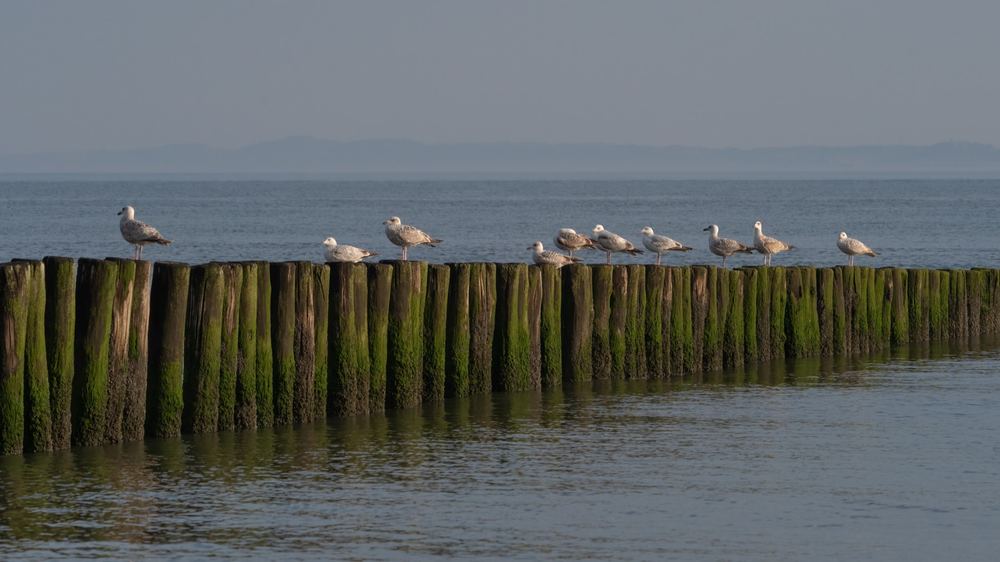 European Herring Gull, photographed in the Netherlands