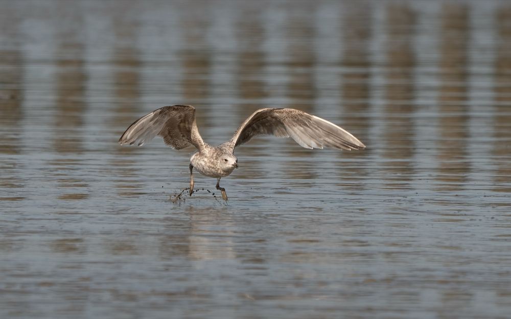 European Herring Gull photographed by Dragos Varnav