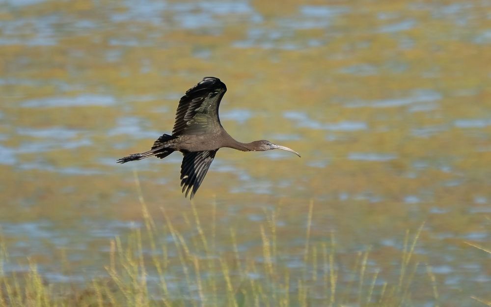 Glossy Ibis photographed by Dragos Varnav