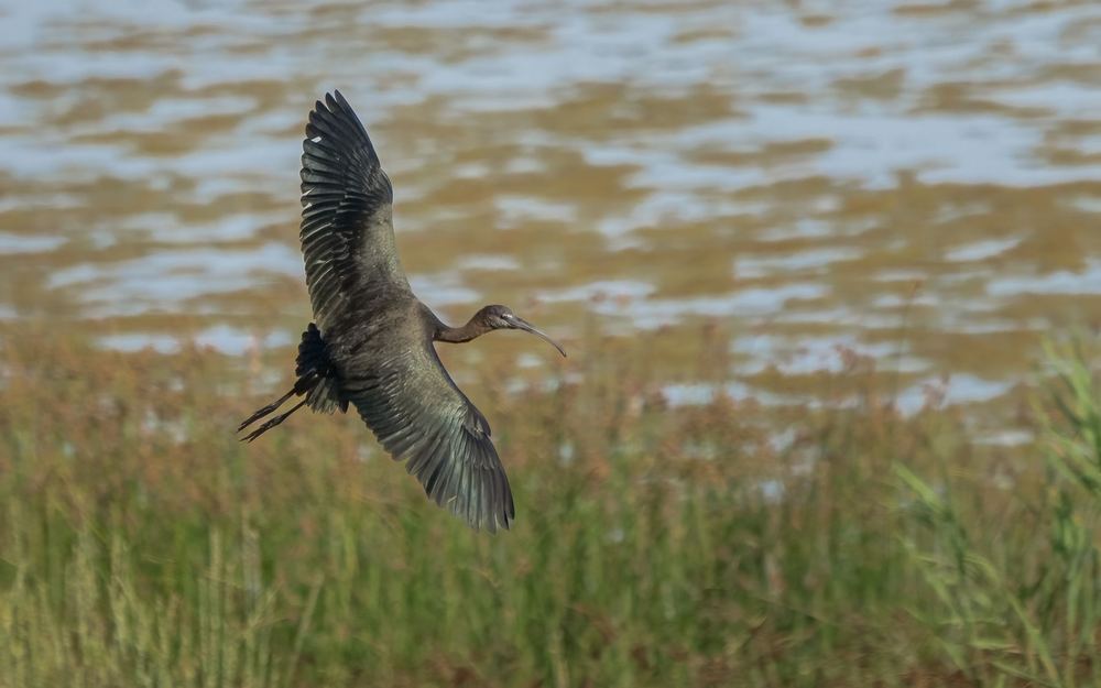 Glossy Ibis photographed by Dragos Varnav