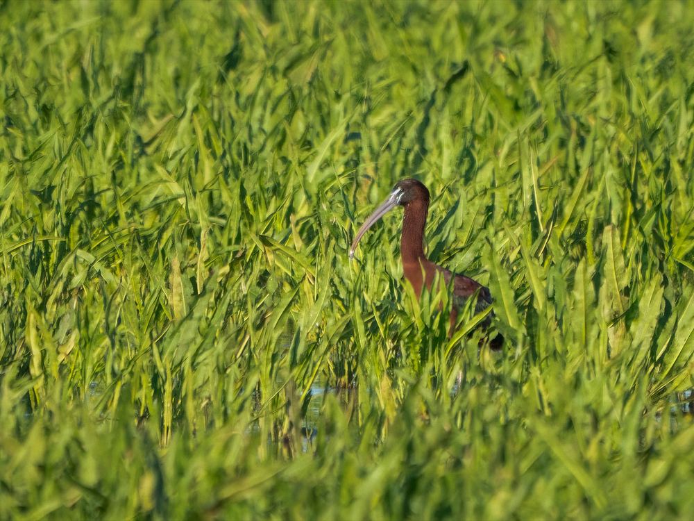 Glossy Ibis photographed by Dragos Varnav