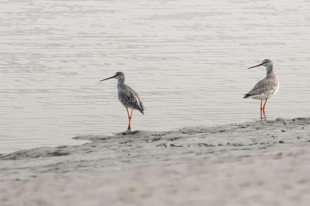 Spotted Redshank photographed by Dragos Varnav