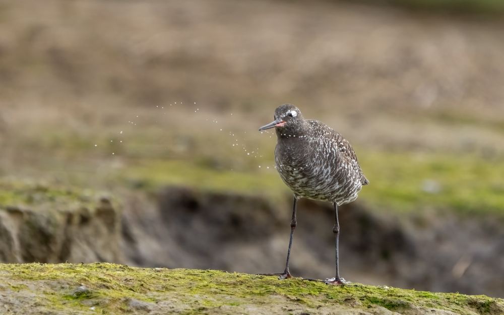 Spotted Redshank, photographed in the Netherlands