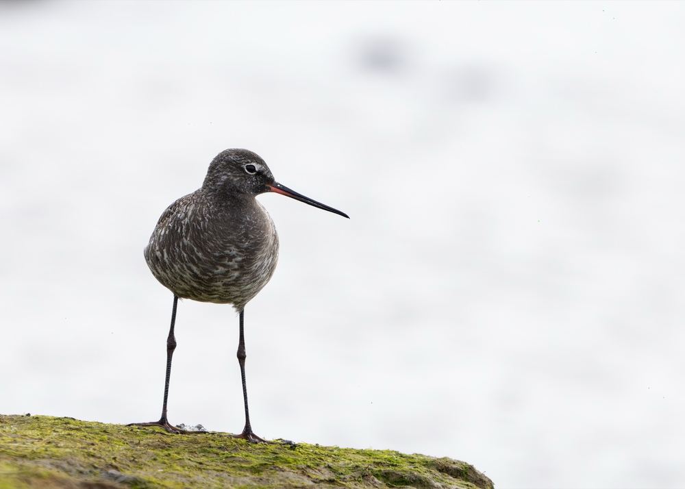 Spotted Redshank photographed by Dragos Varnav