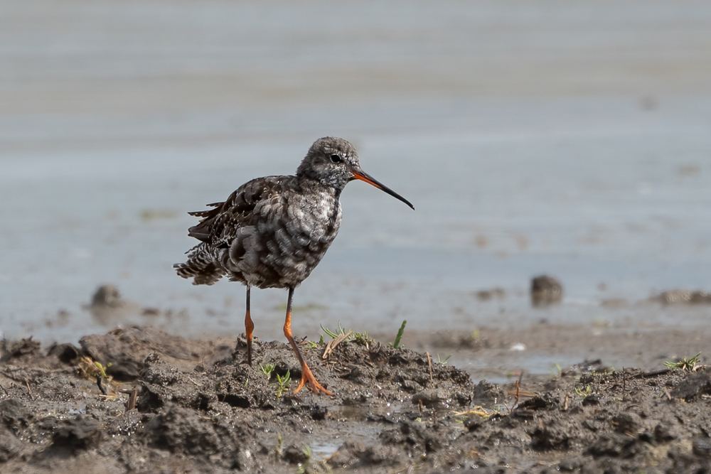 Spotted Redshank photographed by Dragos Varnav
